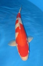 16078 Kohaku 55cm