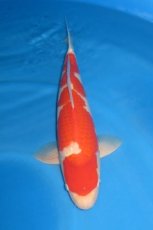 16100 Kohaku 53cm