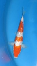 16121 ginrin kohaku 28cm