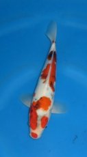16122 showa 34cm