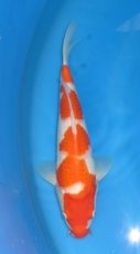 16123 kohaku 35cm