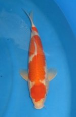 16050