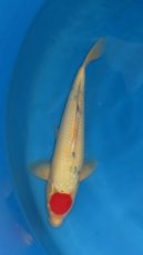 16131 tancho sanke 44cm