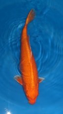 16132 orenji ogon 47cm