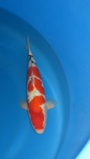16133 sanke 43cm