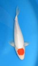 16120 tancho 30cm