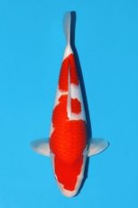 Kohaku 41cm